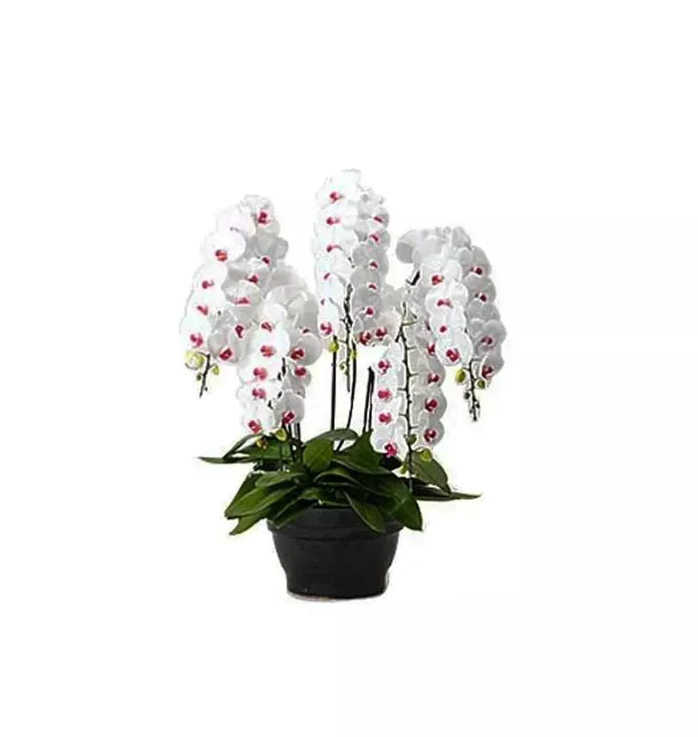 Attractive White n Red Phalaenopsis Kept in Pot