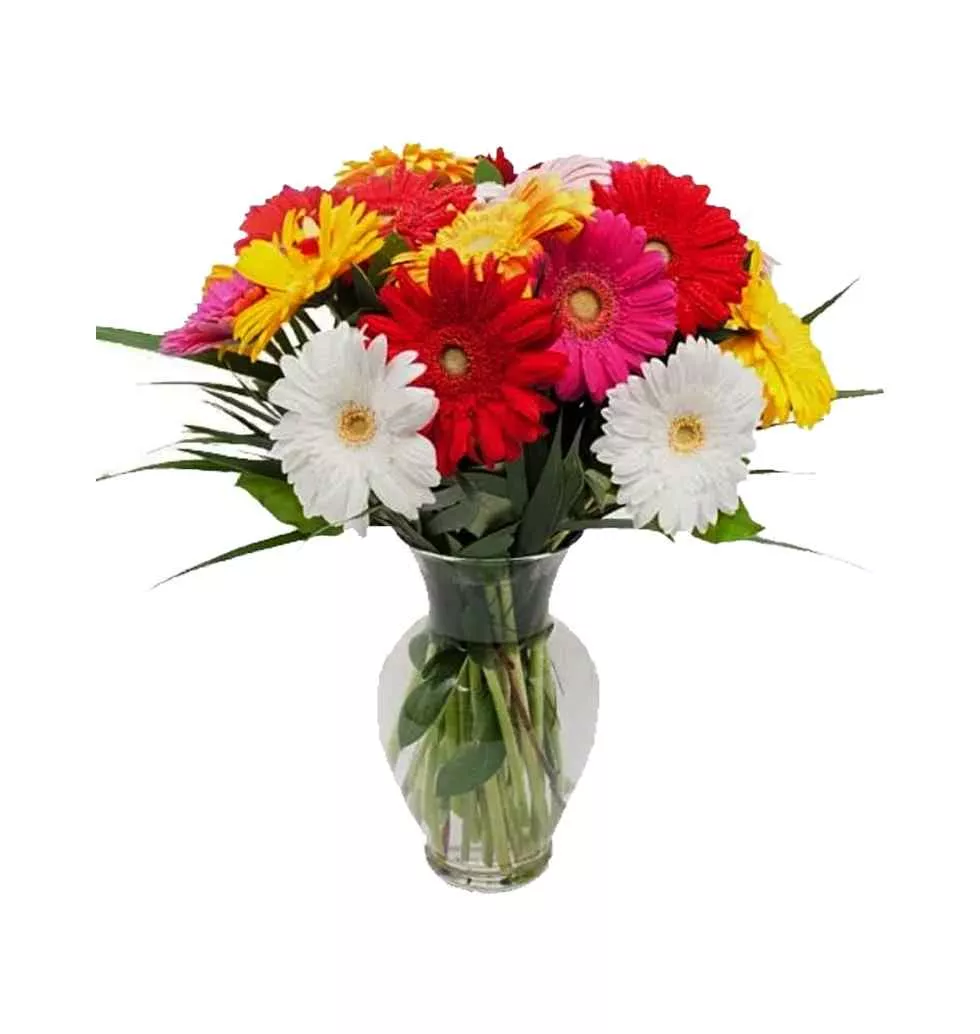 Colorful Mixed Gerberas in a Vase