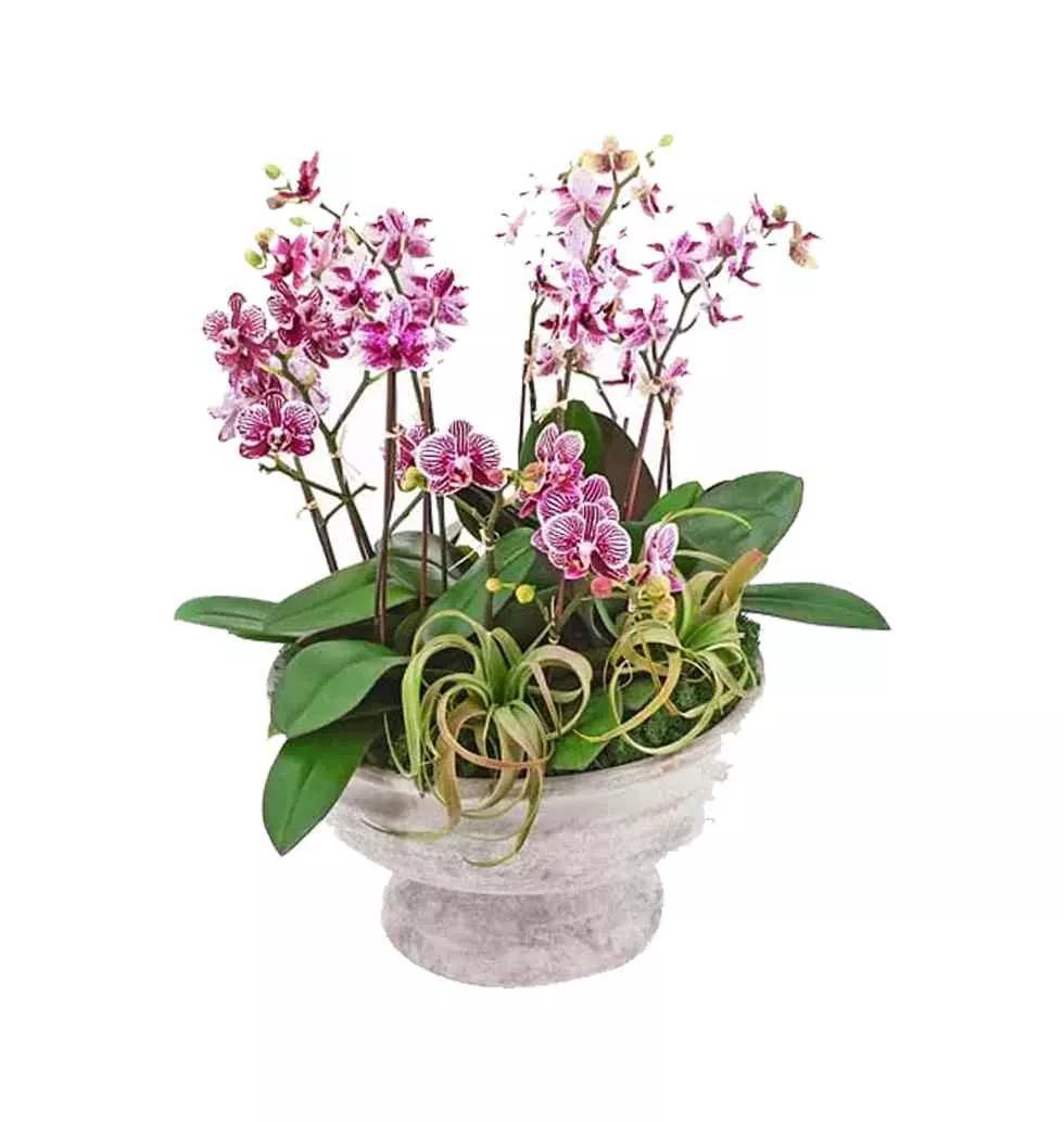 Miniature Blush Dendrobium