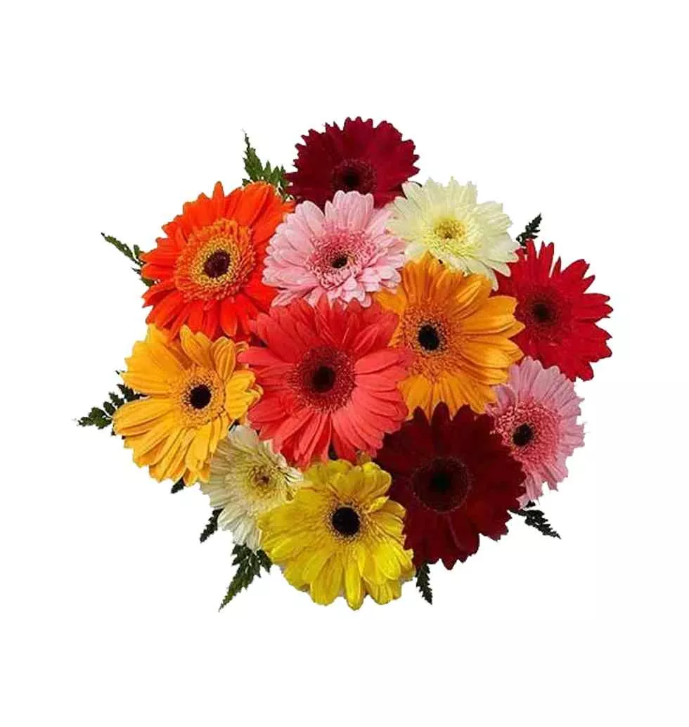 Burst of Gerberas Bunch