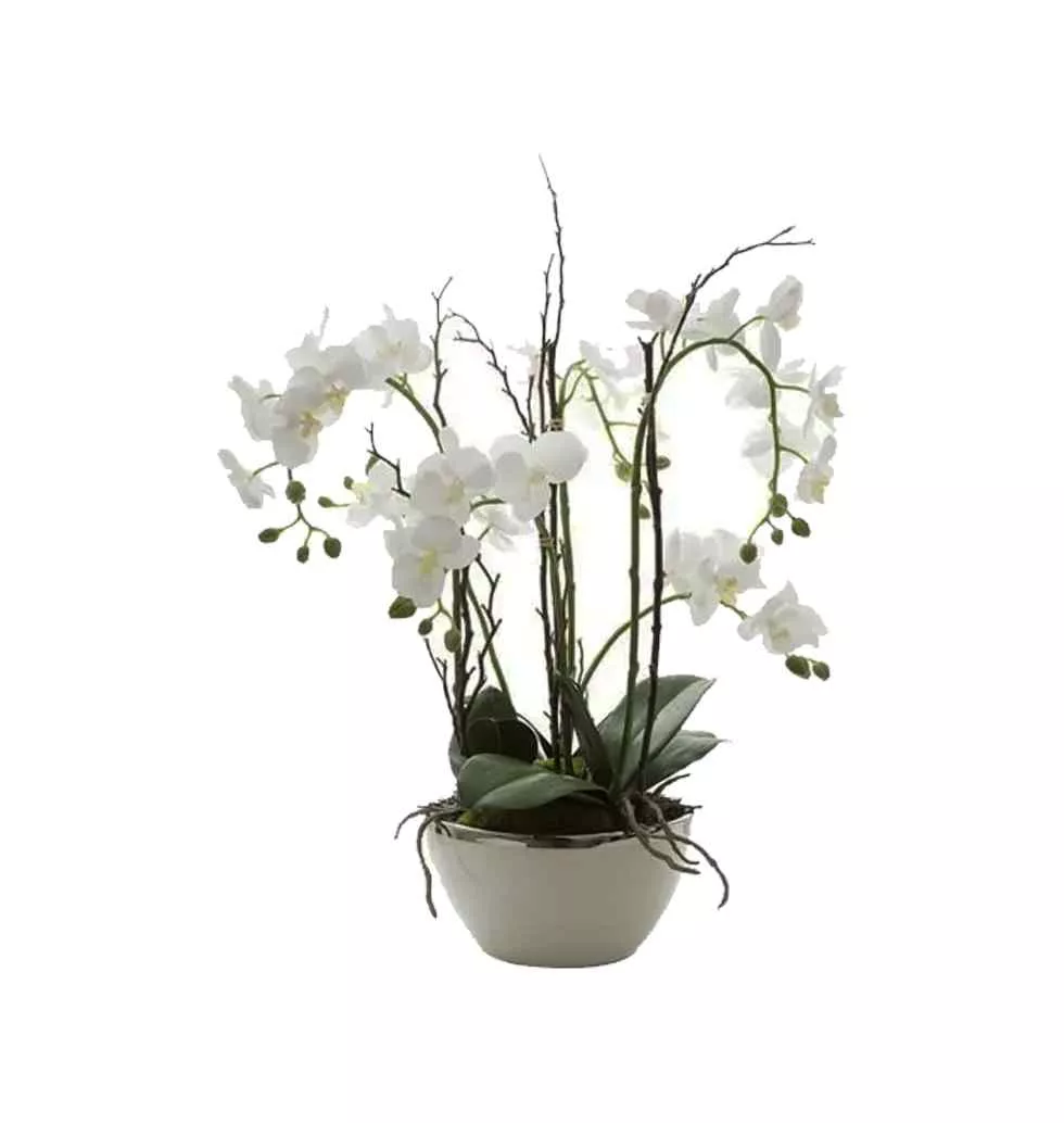 Gorgeous White Orchids Plant