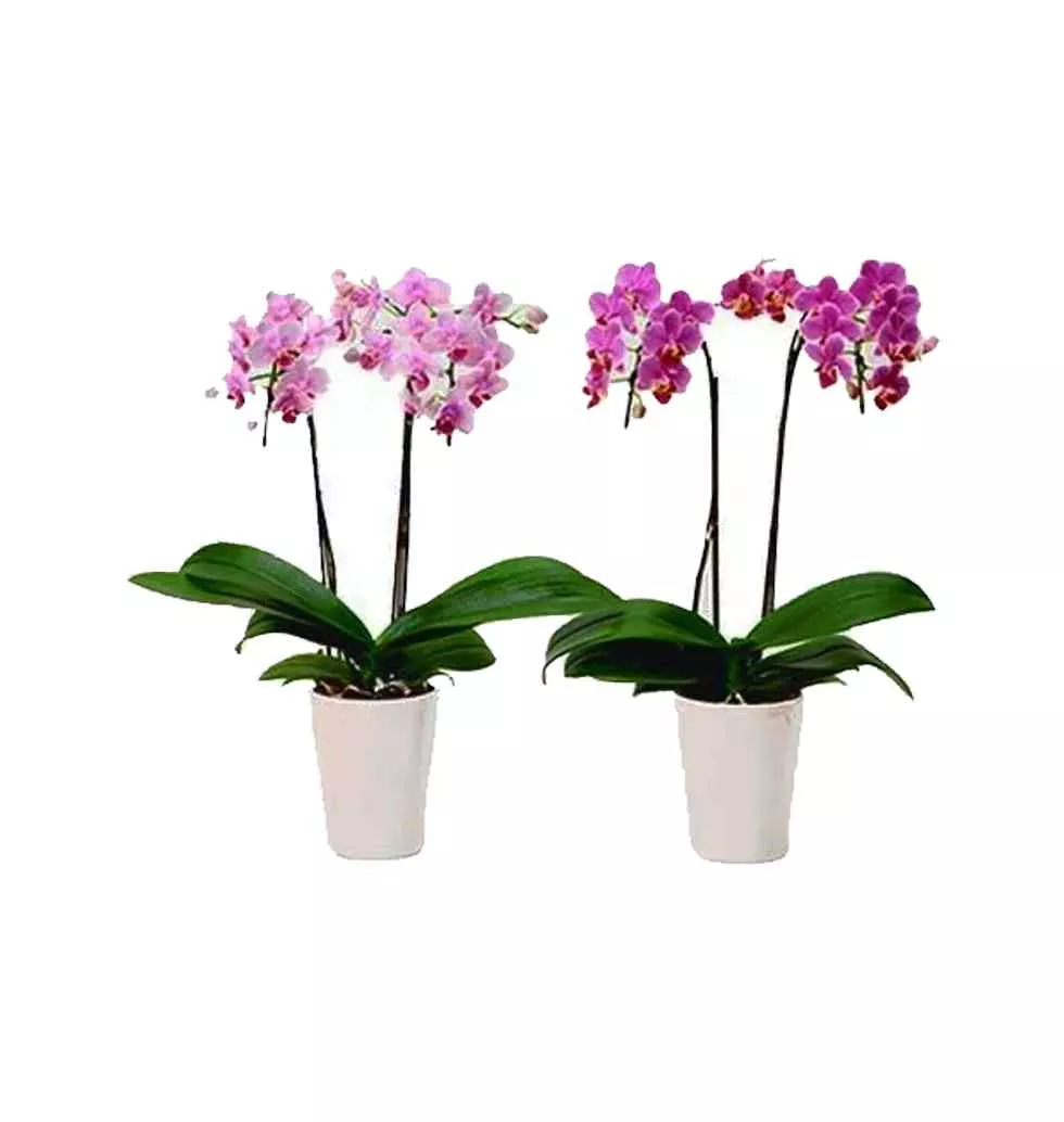 Rinrin & Ranran Orchid Duo in Pot