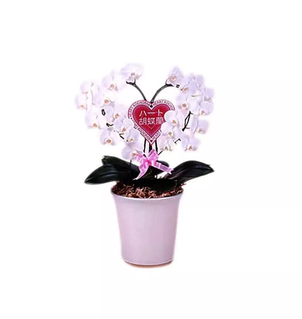 Luminous Rose n Orchid Bouquet